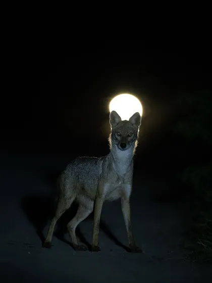 A golden jackal under the full moon, a moment of pure magic. This shot was about creative lighting and patience, two key skills we work on to transform a simple sighting into a storytelling image.