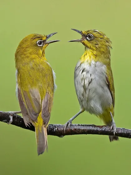 A pair of Oriental White-eyes appear to be in conversation on a branch. These small, social birds are a delight to watch.