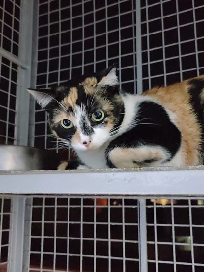 Sammy's Nest - Home Boarding for Small Pets Happy Cats: Our Boarding Guests photo 28