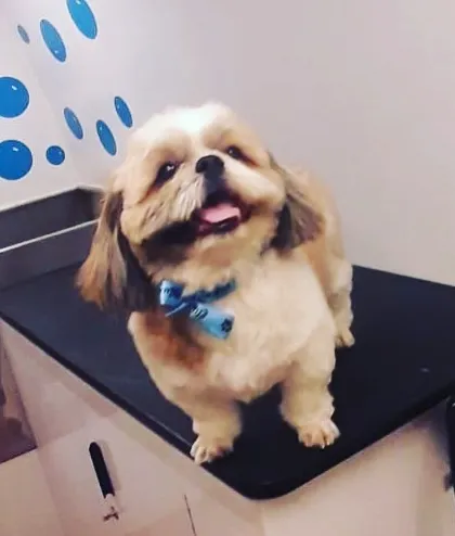 A happy Shih Tzu enjoying the comfort of our grooming table.