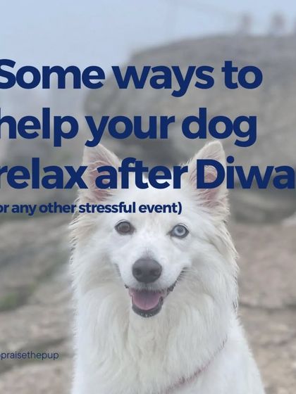 Stressful events like Diwali can take a toll on our dogs. This series provides some simple ways to help your dog relax and decompress afterward.