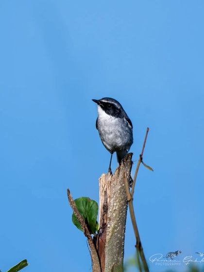 A Grey Bushchat perched on a dead tree stump against a clear blue sky.