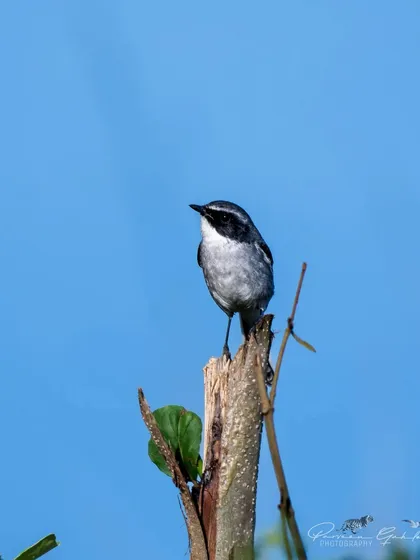 A Grey Bushchat perched on a dead tree stump against a clear blue sky.