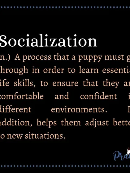 To put it simply, socialization is the process of preparing a puppy to be comfortable with all the sights, sounds, and experiences they will encounter in their life.