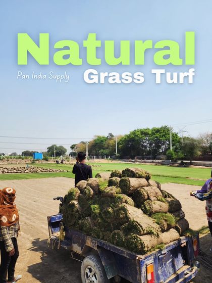 Delhi Gardner - Wholesale Plant & Turf Supply Natural Grass Turf: From Our Farm to Your Project photo 58