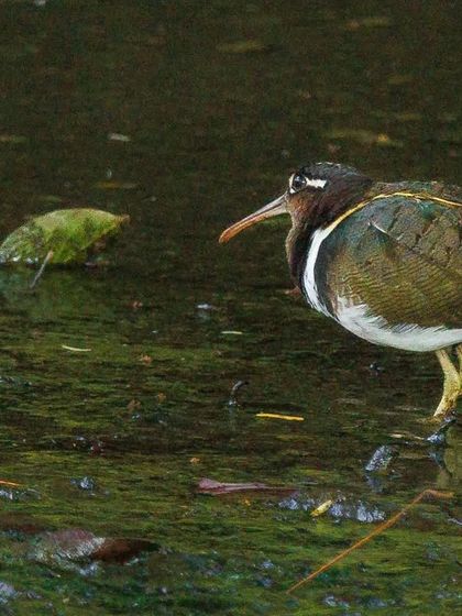 The Greater Painted-snipe, a wader where the female is more brightly colored than the male. They are found in marshes and reed beds.