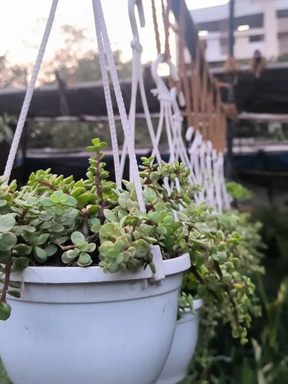 Succulents & Cacti photo 10