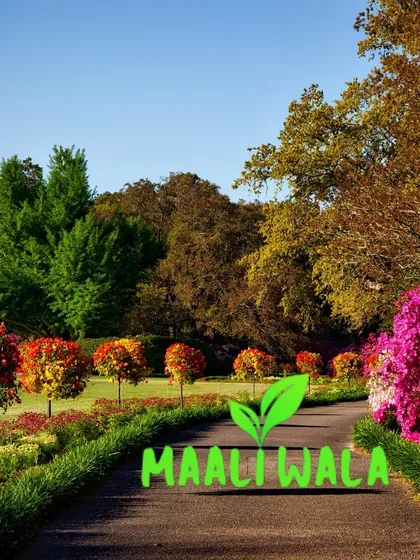 Imagine a lush, perfectly maintained garden path like this for your own home. I can help you achieve a beautiful landscape, transforming your outdoor area into a peaceful and inviting retreat with structured planting and vibrant flower beds.