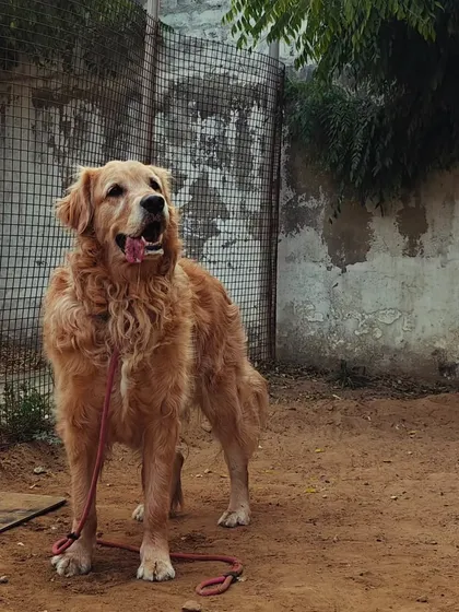 Our beautiful golden boy Messi is back for another stay. It's always great to see our regulars return, happy and excited to be here.