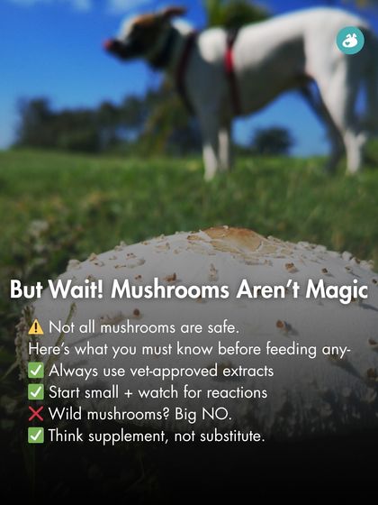 The Pack - Pet Parent Education & Workshops The Healthy Bowl: Canine Nutrition & Recipes photo 19