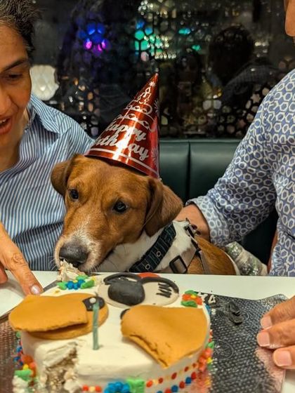 Max the dog digging right into his birthday cake at the party. Our cakes are soft and easy for dogs of all ages to enjoy.