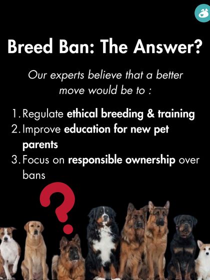 The Pack - Online Pet Parent Community A Voice for Every Dog photo 11