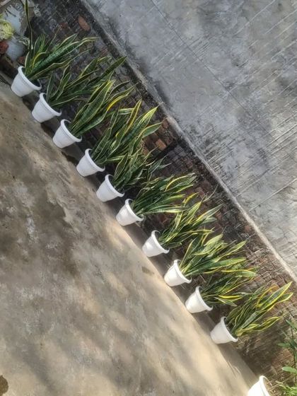 A row of Sansevieria plants in white pots, basking in the sun before being delivered. This shows a part of my process for preparing bulk orders.