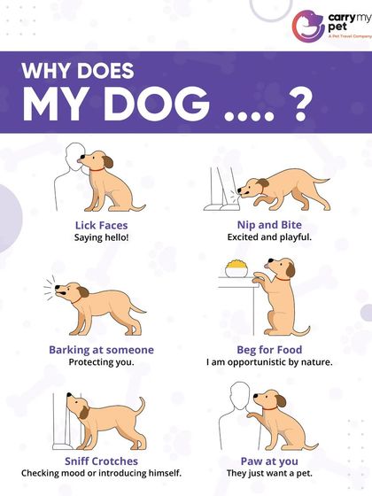 CarryMyPet - Pet Travel & Parenting Consultation Pet Parenting & Wellness photo 34