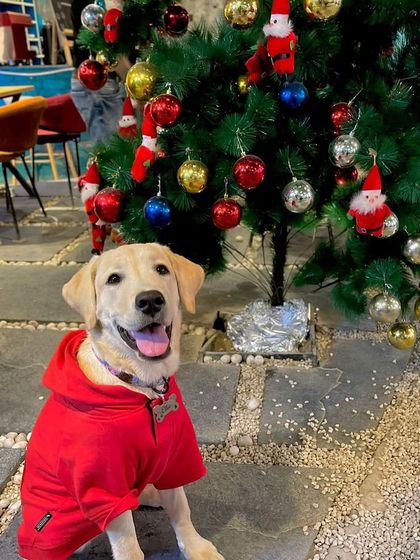 A happy Labrador in a red hoodie poses by our Christmas tree. The festive spirit is for everyone here.