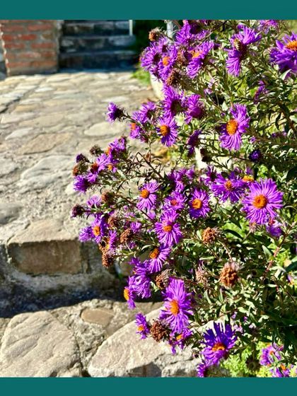 Our Native Plant Showcase photo 19