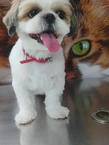 Just look at that happy face. This is the result of a great grooming session: a happy, clean, and comfortable dog. This freshly groomed Shih Tzu is all smiles after its haircut and styling.