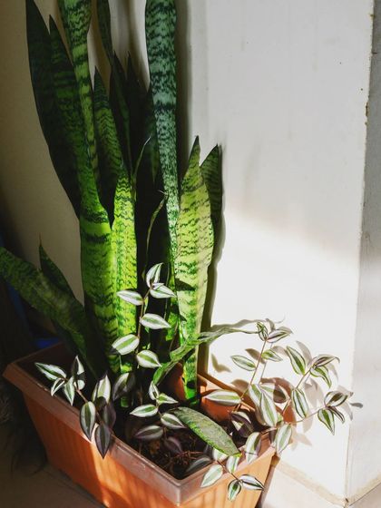 Even indoor plants can be part of the design. Here, a tall Snake Plant is paired with a trailing Wandering Jew plant, creating a beautiful composition of color and form in a corner.
