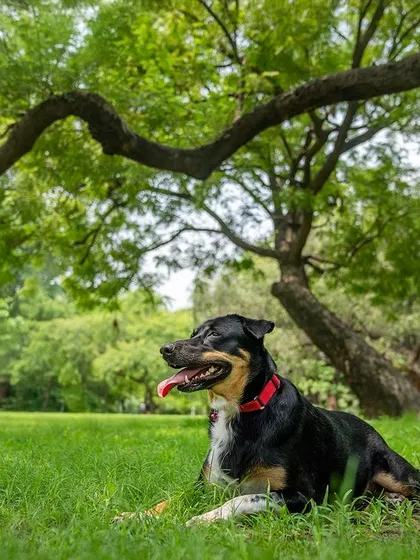 A handsome black and tan Indie relaxing in a park in Delhi. A simple, beautiful portrait celebrating the quiet dignity of our local dogs.