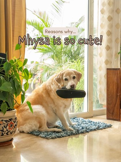 A cute portrait of Mhysa with her slipper, perfectly framed by the doorway and a houseplant.