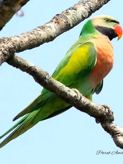 The Red-breasted Parakeet, with its large red breast patch, is a widespread species with many variations. Feral populations have even established themselves in big cities like Mumbai.