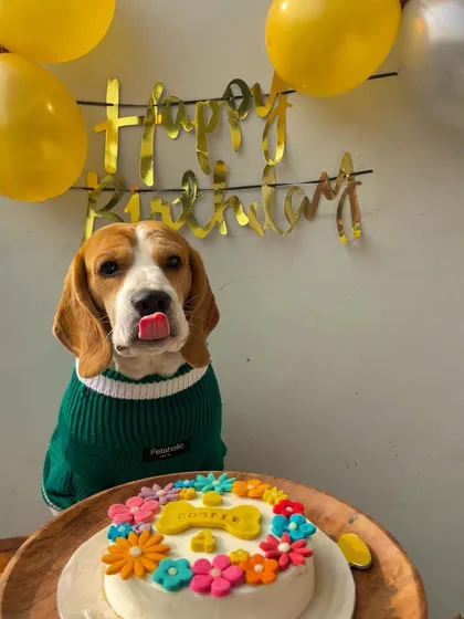 That pre-cake lip-lick. Cooper the Beagle is ready for his 4th birthday treat, a chicken and peanut butter cake decorated with colorful, pet-safe flowers. We love capturing these moments of pure anticipation.