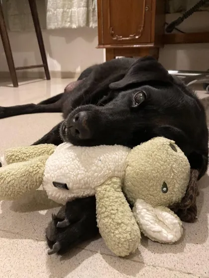 Senior dogs deserve to spend their golden years surrounded by love. This is Karma, a 13 year old lab, resting peacefully with her favorite toy in her foster home after a long and difficult journey. Fostering a senior is an incredible act of kindness.