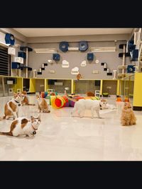 Cat Hotel & Boarding