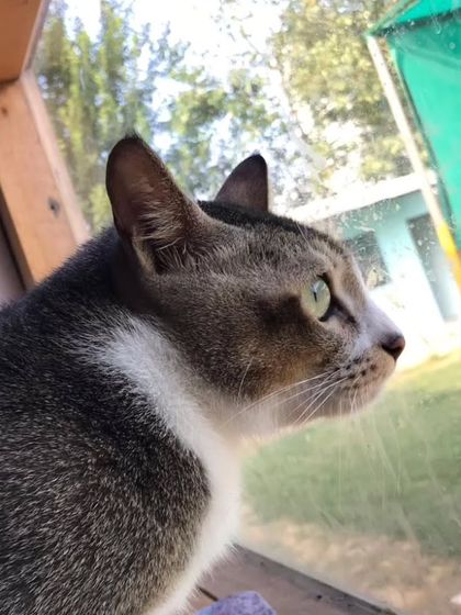 Watching the world go by from a safe and comfortable window perch. We ensure our cats have plenty of stimulation.