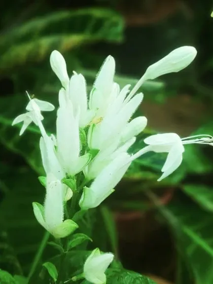 The delicate white flowers of a Justicia brandegeeana, or Shrimp Plant. It's an unusual plant that produces blooms on long, arching stems.