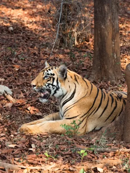 Even at rest, a tiger is a magnificent sight. I found this one cooling off in the shade during a warm afternoon safari. This candid shot highlights the quiet moments that are just as compelling as the action packed ones.