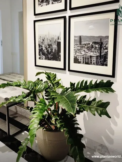 A Philodendron Xanadu adds a touch of the wild to this modern, monochromatic hallway. Its deeply lobed leaves provide a wonderful textural contrast to the clean lines of the furniture and framed art.