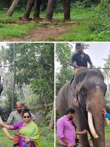 A collage showing our interaction with a temple elephant in Kerala.