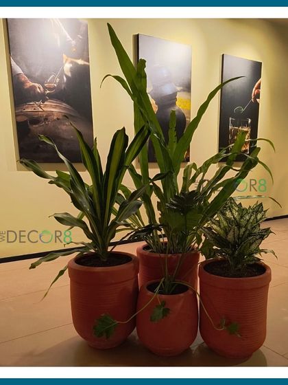 A grouping of different indoor plants in terracotta pots. Mixing plant heights and leaf shapes, like the spiky Dracaena and broad-leafed ferns, creates a visually interesting and dynamic arrangement.