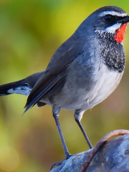 The Chinese Rubythroat, with its brilliant red throat, is a stunning sight. These birds are often shy, so capturing one perched in the open is a moment of luck and preparation. Their song is a beautiful, squeaky melody.