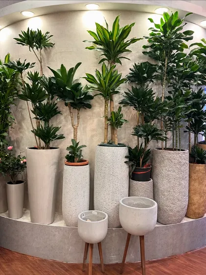 My studio is filled with options to make a statement. Here's a look at our range of tall, exotic Dracaena plants, each paired with a designer planter to show you the possibilities for filling vertical space in your home or office.