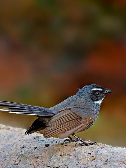 A White-throated Fantail is perched on a rock, its long, fanned tail on display. The soft, warm background colors complement the bird's subtle plumage.