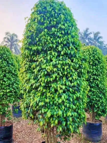 A collection of Ficus topiary trees, expertly pruned into a cone shape. These formal plants are great for entrances and patios.