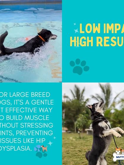 Poochkoo Mutts & Nutts - Dog Fitness & Recreation Private Pool & Hydrotherapy photo 12