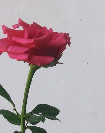 Garden Shrubs & Creepers photo 10