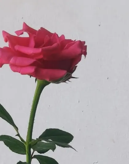 A classic pink rose, a timeless choice for any garden. I can help you select the right type of rose bush, whether you're looking for climbers, shrubs, or hybrid teas.