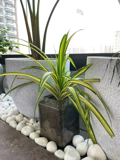 A close-up of the details. A small Spider Plant in a glass cube pot, placed among polished white river stones, adds a touch of elegance.
