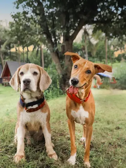 Two best buds, a beagle and an indie dog, enjoying a beautiful day at the park. My outdoor shoots are all about letting your pets be themselves in a comfortable, natural setting.