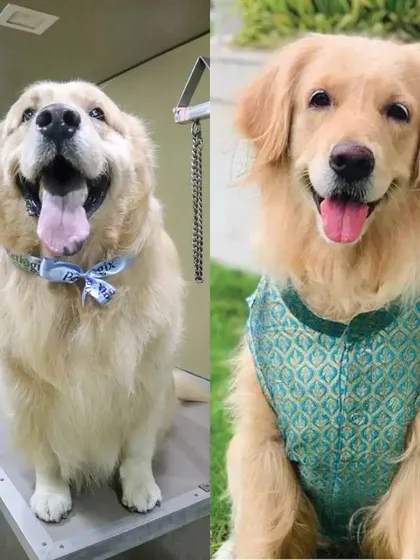 This Golden Retriever is looking handsome in a festive kurta, all ready to celebrate after a refreshing grooming session.