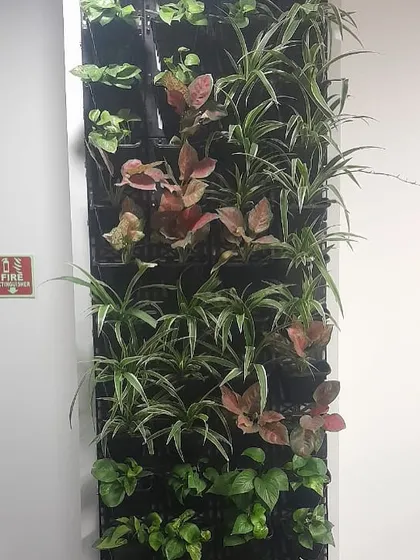 We recently designed this gorgeous, minimalistic green wall for a corporate client. Even a small touch of nature brings positivity and freshness to an office space.