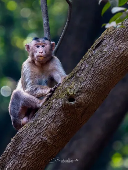 A young Bonnet Macaque sitting in the crook of a tree. Its slightly worried expression and posture make for an endearing and relatable wildlife photograph.