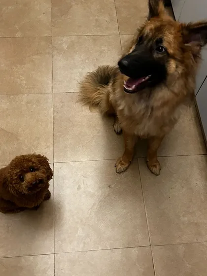 Mogambo the Poodle and Pumpkin the German Shepherd are different in size but have become great friends. I focus on teaching dogs of all breeds and sizes how to coexist and play appropriately.