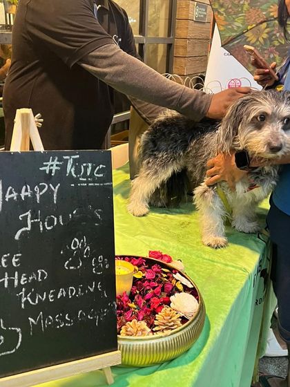 Tails of the City - Pet Spa & Creative Styling Join the Fun: Offers & Events photo 4