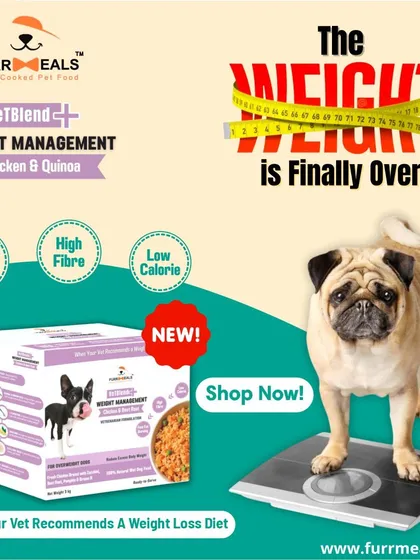 The 'weight' is finally over for so many dogs I've helped. A specially formulated, vet-designed weight management plan is about more than just feeding less; it's about feeding right to add years back to your dog's life. Let's get your fur baby on the path to a healthier weight.