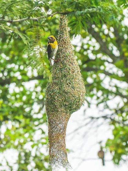 Bangalore Photographers - Find a Photographer Wildlife & Nature Photography photo 11